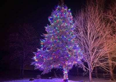 Christmas Tree Lighting